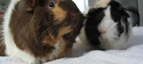 can guinea pigs get colds