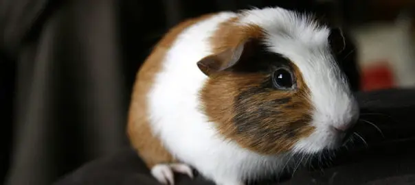 why do guinea pigs eat hair